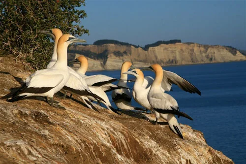 Cape Kidnappers gannet colony — mainland gannet colony on the Hawke's Bay coast